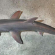 A bonnethead shark as seen from above.